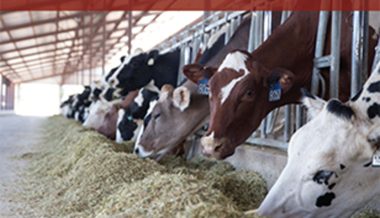 Farm Accounts & Records